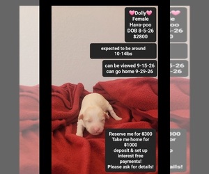Havapoo Puppy for sale in TUCSON, AZ, USA
