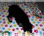 Small #2 Schnoodle (Miniature)