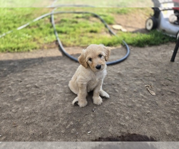 Medium Photo #2 Labradoodle Puppy For Sale in ATHELSTANE, WI, USA