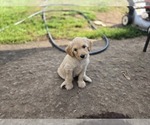 Small #1 Labradoodle