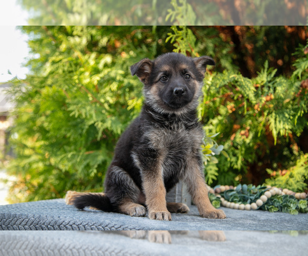 Medium Photo #2 German Shepherd Dog Puppy For Sale in BREMEN, IN, USA