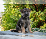 Small #1 German Shepherd Dog