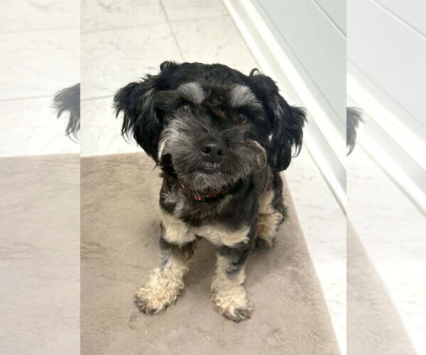 Medium Photo #7 Shih Tzu-Unknown Mix Puppy For Sale in Arlington, VA, USA