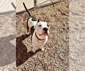 American Pit Bull Terrier Dogs for adoption in Fruit Heights, UT, USA