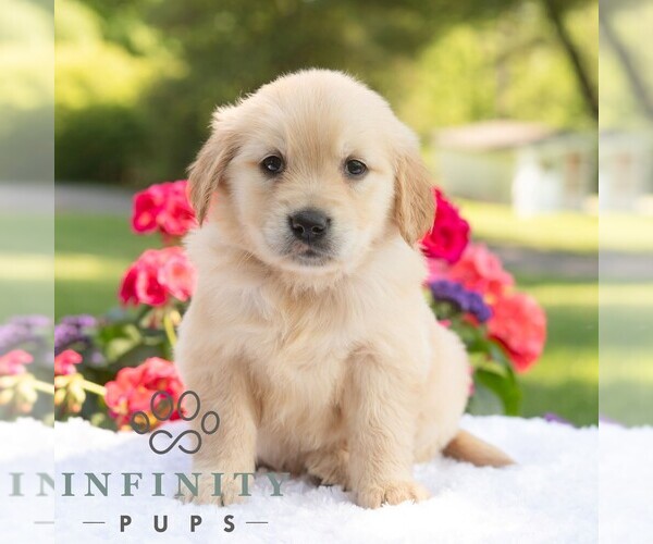 Medium Photo #2 Golden Retriever Puppy For Sale in NEWPORT, PA, USA