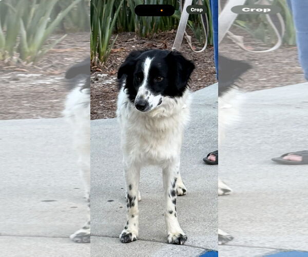 Medium Photo #3 Border Collie-Poodle (Miniature) Mix Puppy For Sale in Lake Elsinore, CA, USA