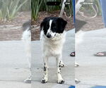 Small #2 Border Collie-Poodle (Miniature) Mix
