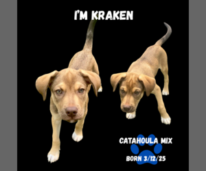 Catahoula Leopard Dog Dogs for adoption in GILBERTS, IL, USA