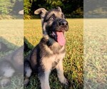 Rocco - Male German Shepherd Dog Puppy for Sale - Small photo