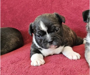 French Bulldog Puppy for sale in CLYDE, NY, USA