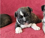 Small French Bulldog