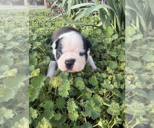 Medium Photo #1 Boston Terrier Puppy For Sale in FREDONIA, KS, USA