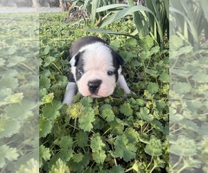 Boston Terrier Puppy for sale in FREDONIA, KS, USA