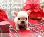 Small Photo #4 French Bulldog Puppy For Sale in TIMNATH, CO, USA