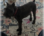 Small Photo #1 Schnauzer (Miniature) Puppy For Sale in HOUSTON, TX, USA