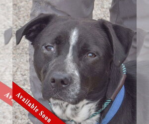 Mutt Dogs for adoption in Huntley, IL, USA
