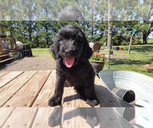 Goldendoodle Puppy for sale in LEON, KS, USA