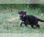 Small #1 German Shepherd Dog