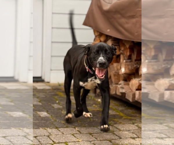 Medium Photo #2 Mutt Puppy For Sale in Uwchlan, PA, USA