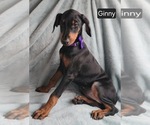Small #3 Doberman Pinscher