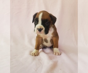 Boxer Puppy for sale in PINE CITY, MN, USA