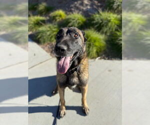 German Shepherd Dog-Unknown Mix Dogs for adoption in Imlay City, MI, USA