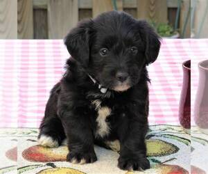 Pembroke Welsh Corgi-Poodle (Miniature) Mix Puppy for sale in LANCASTER, PA, USA