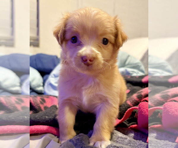 Medium Photo #2 Maltese-Unknown Mix Puppy For Sale in Corona, CA, USA
