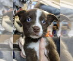 Small Photo #2 Siberian Husky-Unknown Mix Puppy For Sale in Matawan, NJ, USA