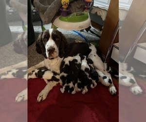 Mother of the English Springer Spaniel puppies born on 10/23/2022