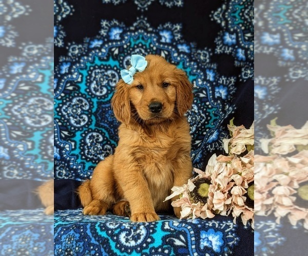 Medium Photo #3 Golden Retriever Puppy For Sale in QUARRYVILLE, PA, USA