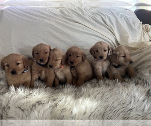 Golden Retriever Puppy for sale in LANCASTER, CA, USA