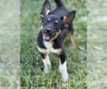 Small Australian Kelpie Mix