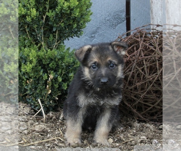 Medium Photo #2 German Shepherd Dog Puppy For Sale in FREDERICKSBURG, OH, USA