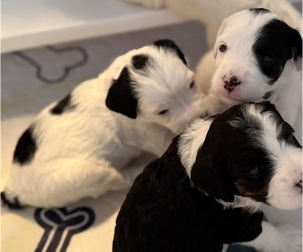 Medium Photo #6 Bernedoodle (Miniature) (+ Poodle Miniature) Puppy For Sale in BREA, CA, USA
