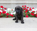 Small #1 Cane Corso