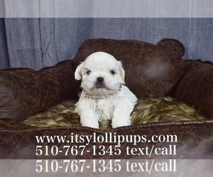 Maltese Puppy for sale in HAYWARD, CA, USA