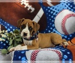 Small Photo #4 Boxer Puppy For Sale in KIRKWOOD, PA, USA