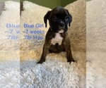 Puppy Blue Girl Boxer
