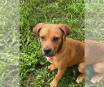 Small #1 Boxador