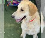 Small #2 Golden Pyrenees