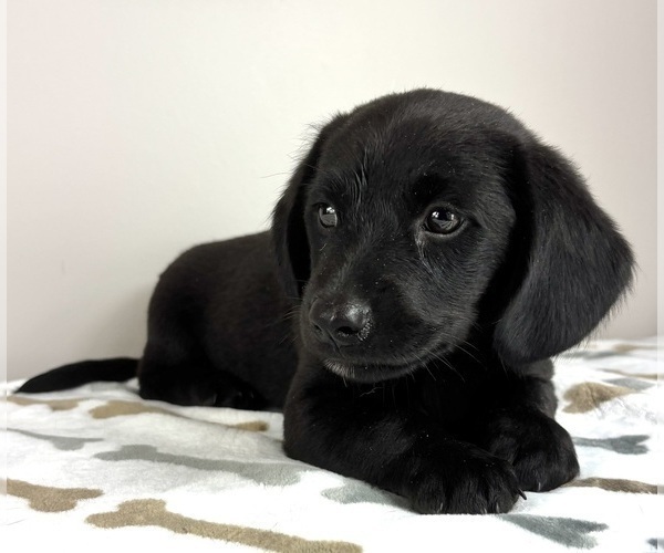 Medium Photo #1 Dachshund Puppy For Sale in INDIANAPOLIS, IN, USA