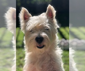 West Highland White Terrier Puppy for sale in AMHERST, NY, USA