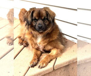 Jack jr. - Male Colonial Cocker Spaniel-Unknown Mix Dog for Adoption - Photo #2