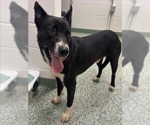 American Pit Bull Terrier-Siberian Husky Mix Dogs for adoption in Salisbury, NC, USA