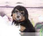 Small Photo #2 Aussie-Poo Puppy For Sale in MARIETTA, GA, USA