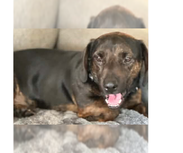 Medium Photo #1 Dachshund-Unknown Mix Puppy For Sale in Tampa, FL, USA
