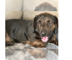 Dachshund-Unknown Mix Dogs for adoption in Tampa, FL, USA