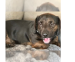 Small Dachshund Mix