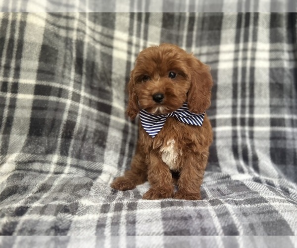 Medium Photo #3 Cavapoo Puppy For Sale in LAKELAND, FL, USA